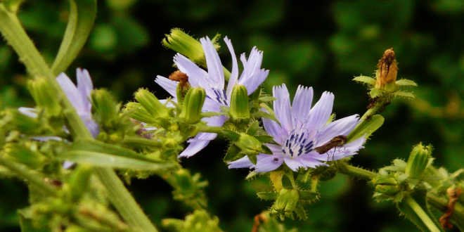 Um tipo de fibra prebiótica que promove a saciedade e melhora a saúde intestinal. Ajuda no controle do apetite e na regulação do peso.